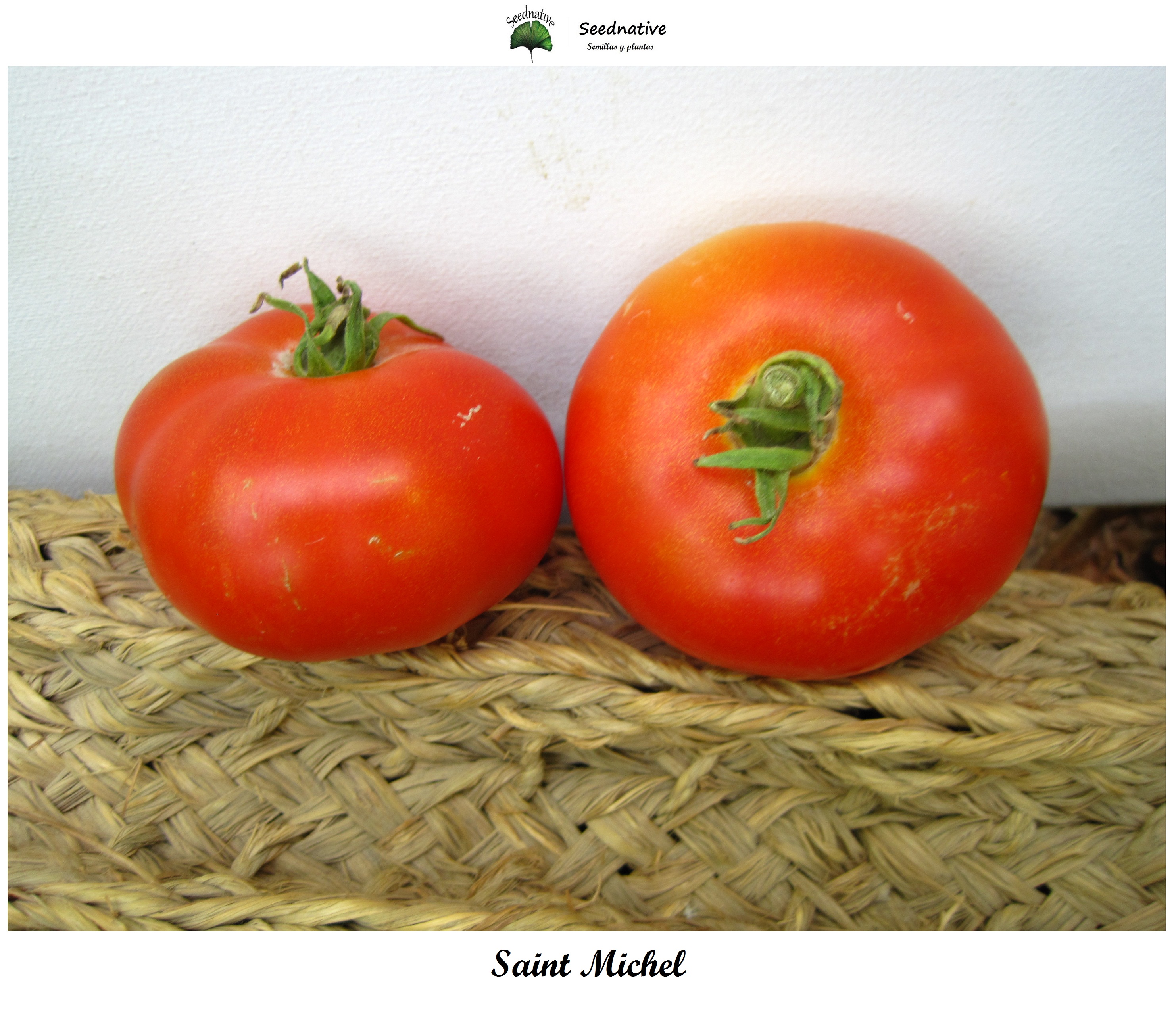 Tomate de Saint Michel - 30 semillas