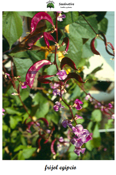 Lablab purpureus - FrIjol de Egipto - 10 semillas