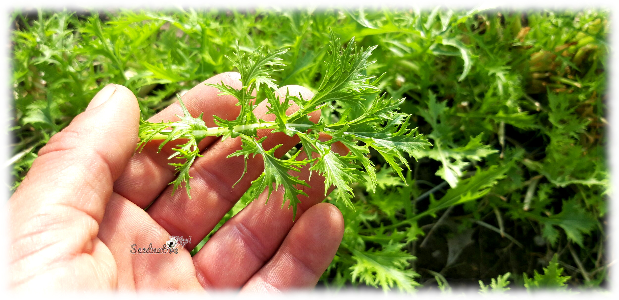 Brassica rapa japonica - Mizuna verde - 1000 semillas