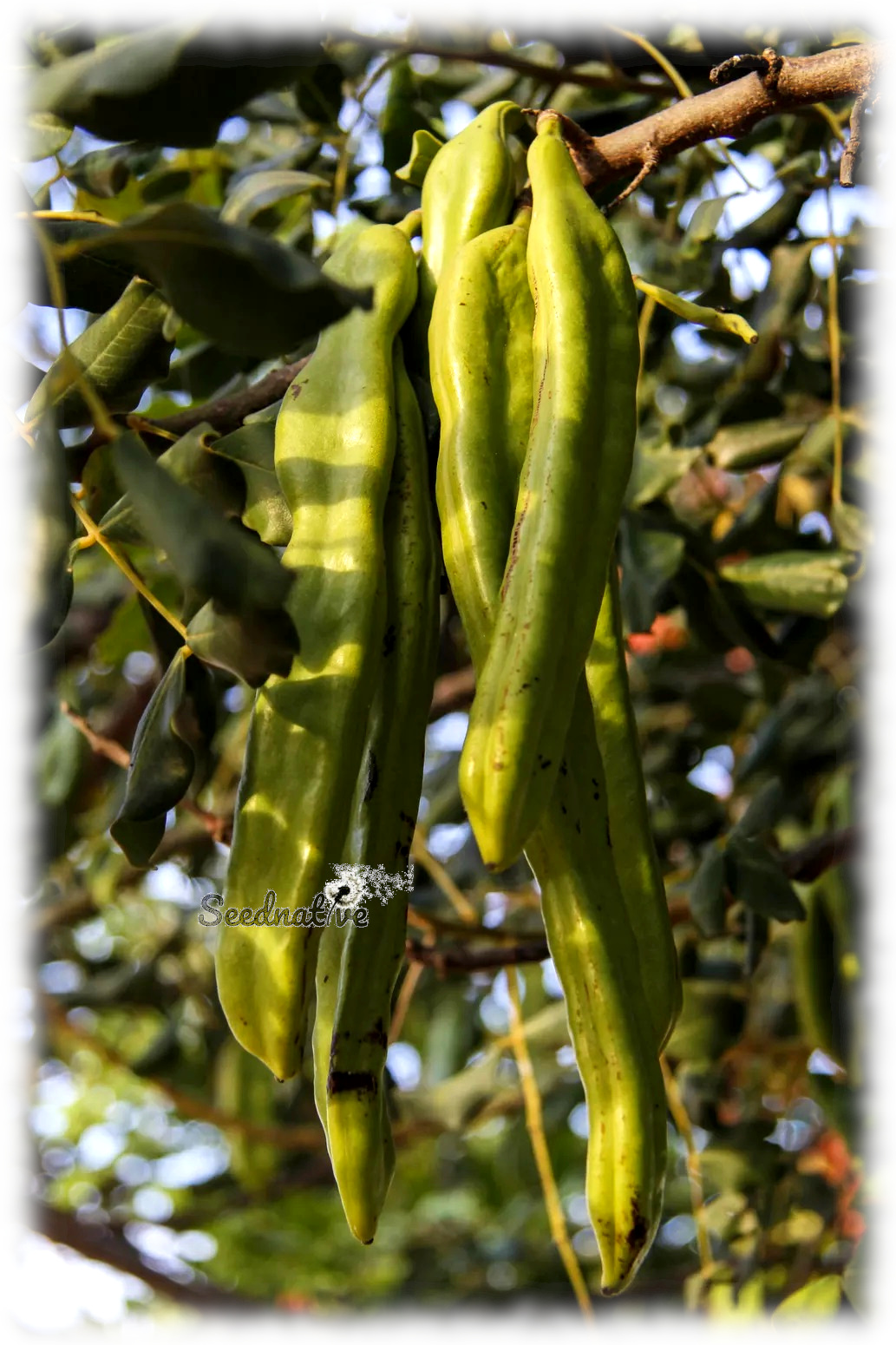 Ceratonia siliqua - Algarrobo - 50 semillas - Carob tree