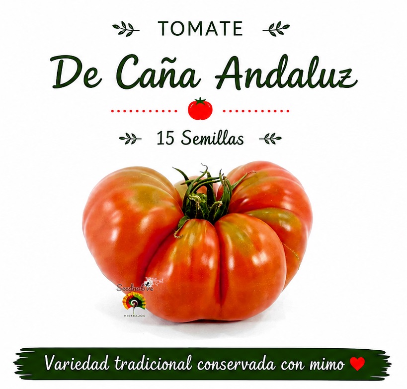 Tomate De Caña Andaluz - 15 semillas 