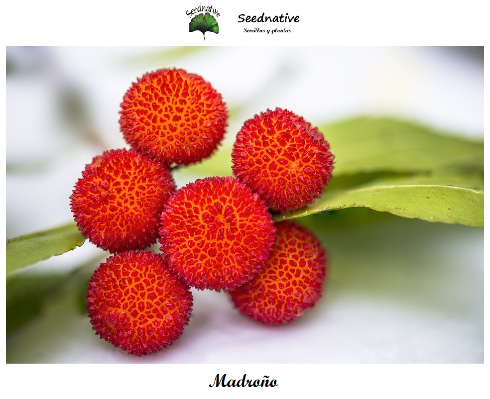 Arbutus unedo - Madroño - 50 semillas - Strawberry tree
