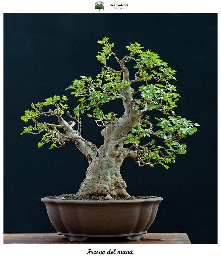 Fraxinus ornus - Fresno del maná - 100 semillas - Manna Ash