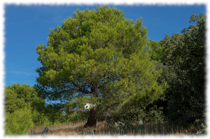 Pino carrasco - Pinus halepensis - 30 semillas