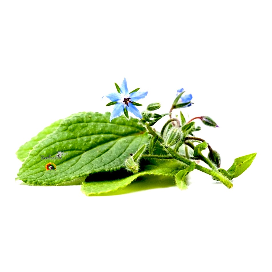 Borago officinalis - Borraja - 100 semillas