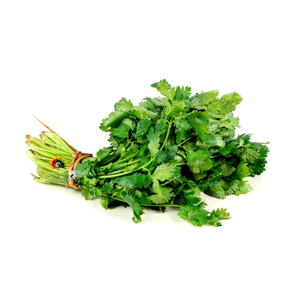 Coriandrum sativum - Cilantro - 500 semillas 