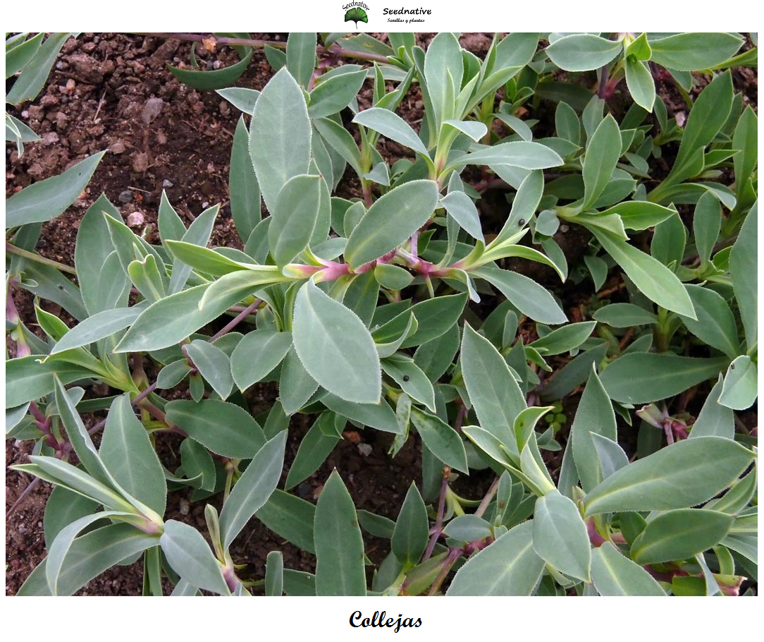 Silene vulgaris - Collejas - 500 semillas - Bladder Campion 