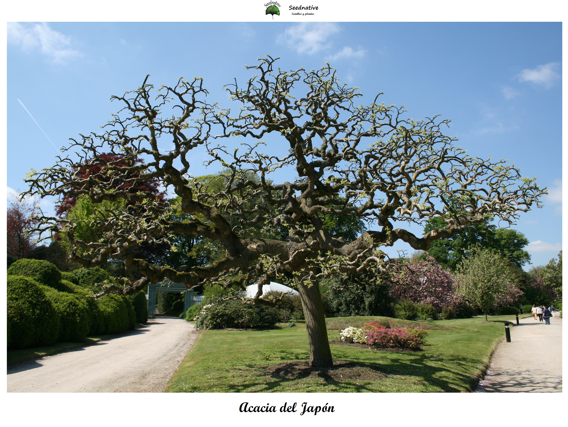 Sophora japonica - Acacia del Japón - 25 semillas