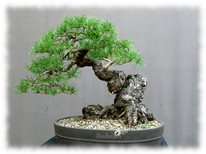 Pinus nigra - Pino negro - 30 semillas