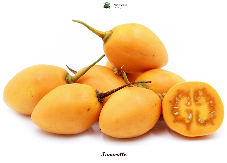 Cyphomandra betacea - Tamarillo naranja - 50 semillas - Orange Tree Tomato