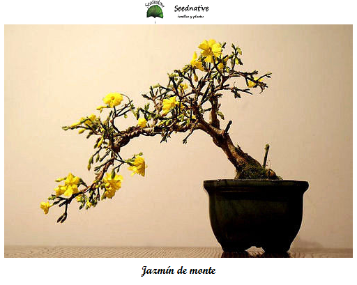 Jasminum fruticans - Jazmin de monte - 50 semillas