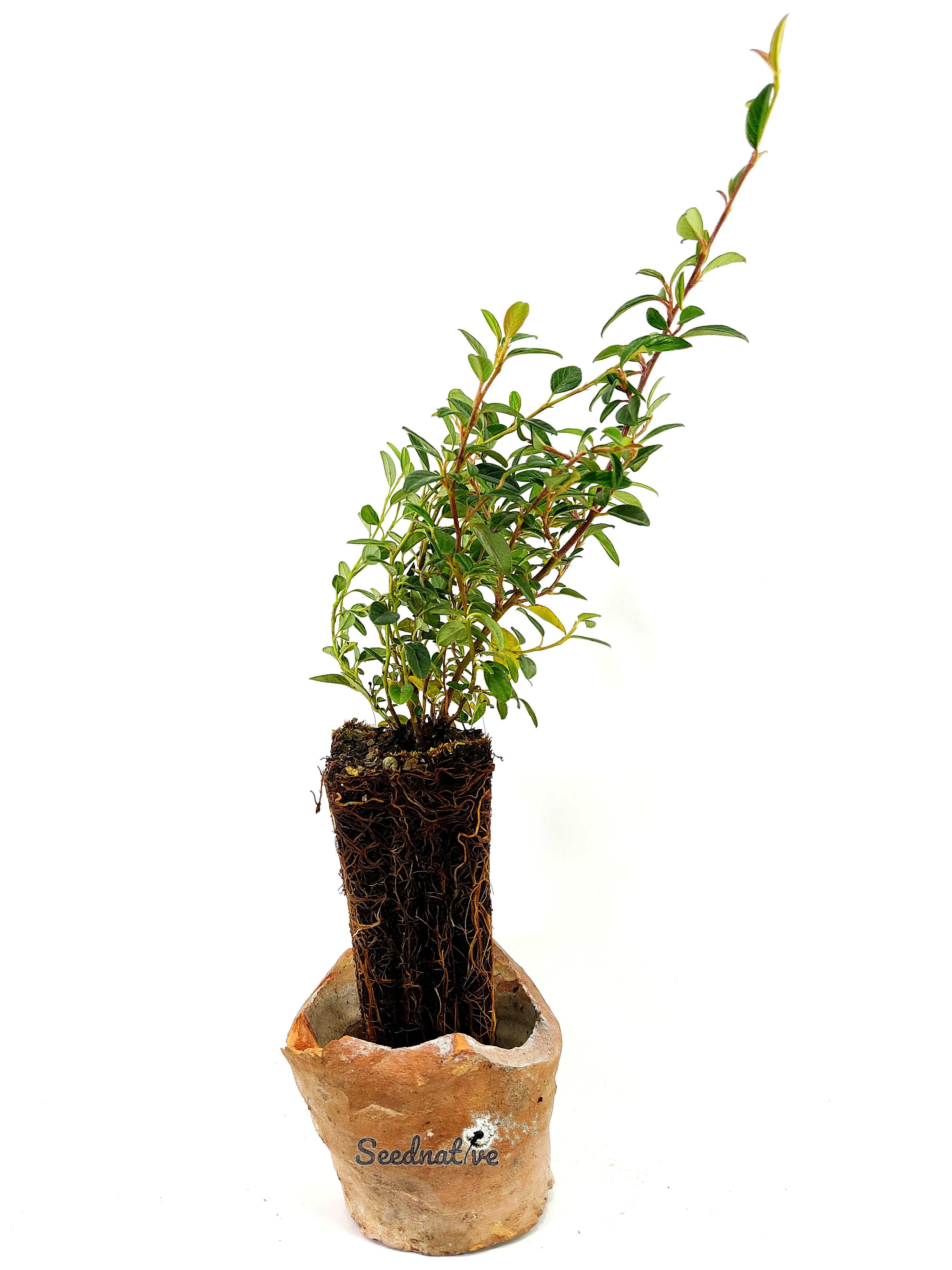 Planta de Cotoneaster - Cotoneaster horizontalis - 2 años