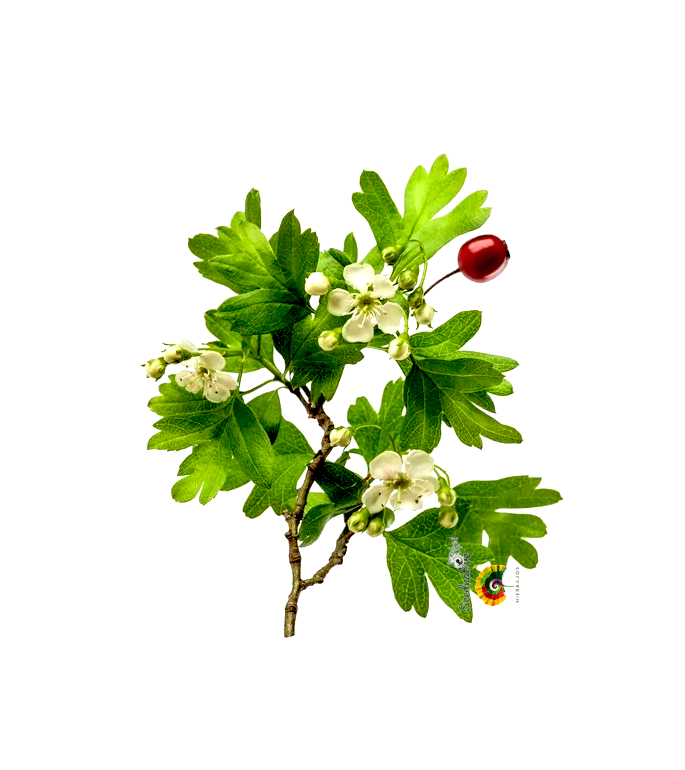 Crataegus monogyna - Espino albar - 30 semillas