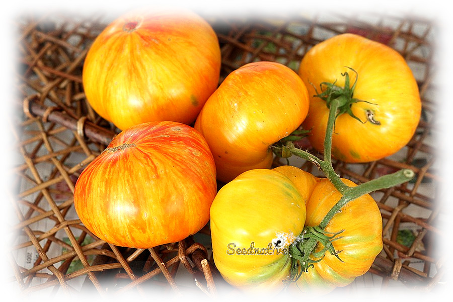 Tomate Beauty Queen - Var. Especial - 20 semillas