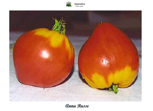 Tomate Anna Ruskaja - Anna Russe - Var. Especial - 10 semillas