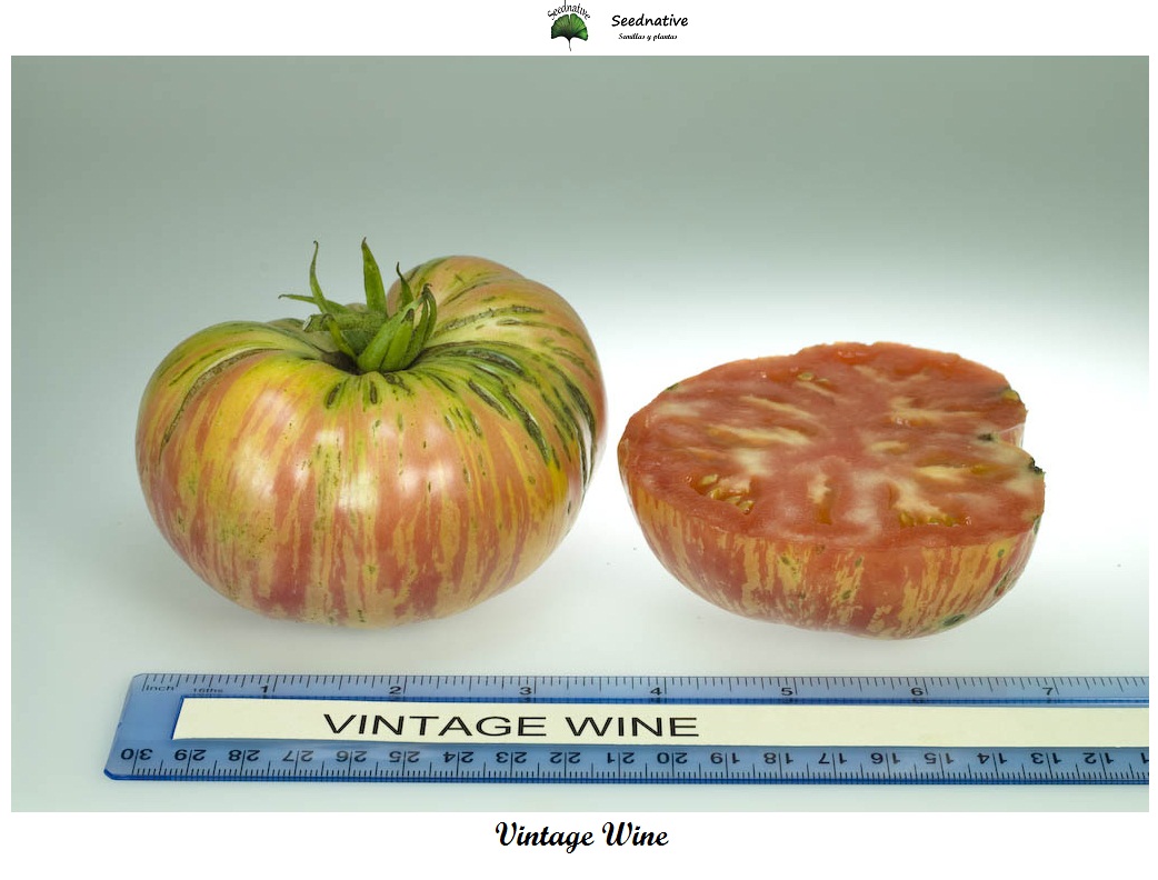 Tomate Vintage Wine - Var. Especial - 10 semillas