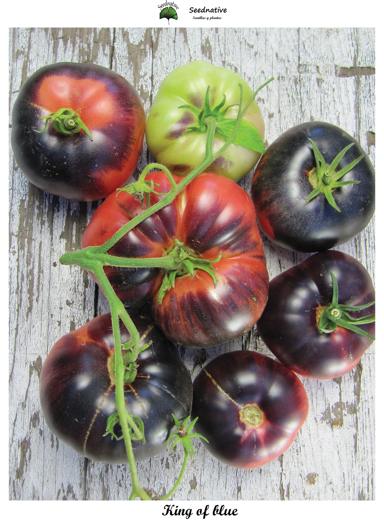 Tomate King of blue - Var. Especial - 10 semillas