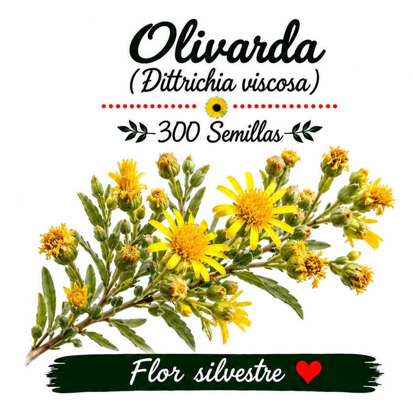 Dittrichia viscosa - Olivarda - 300 semillas