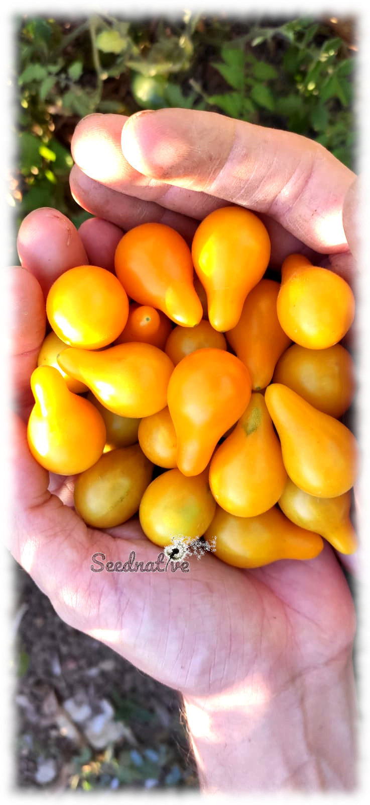 Tomate Yellow Pear - 50 semillas 