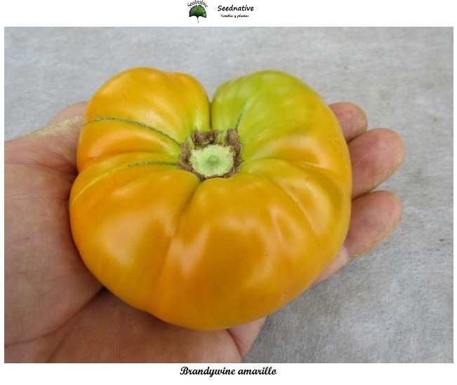 Tomate Brandywine Amarillo - 25 semillas - var. tomate antiguo - seeds