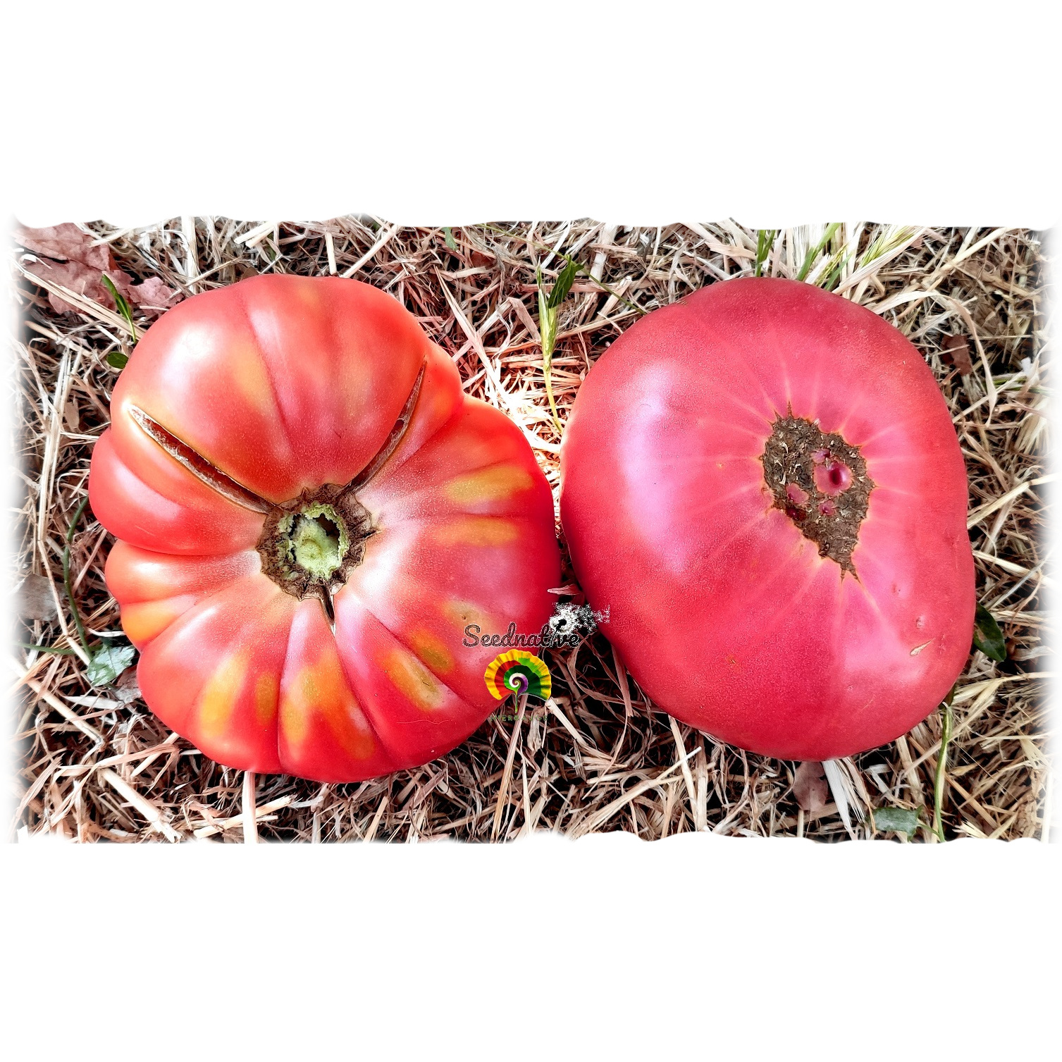 Tomate Brandywine Rosa - 15 semillas