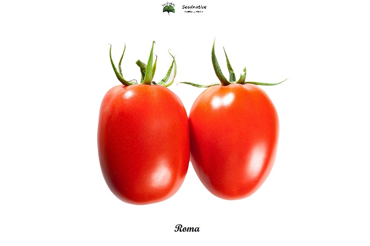 Tomate Roma - 200 semillas - var. tomate productivo - seeds