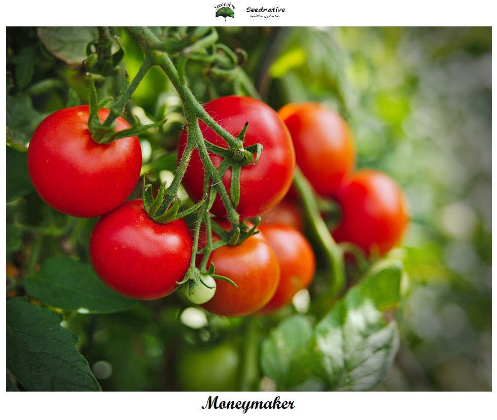 Tomate Moneymaker - 150 semillas - var. tomate productivo - seeds