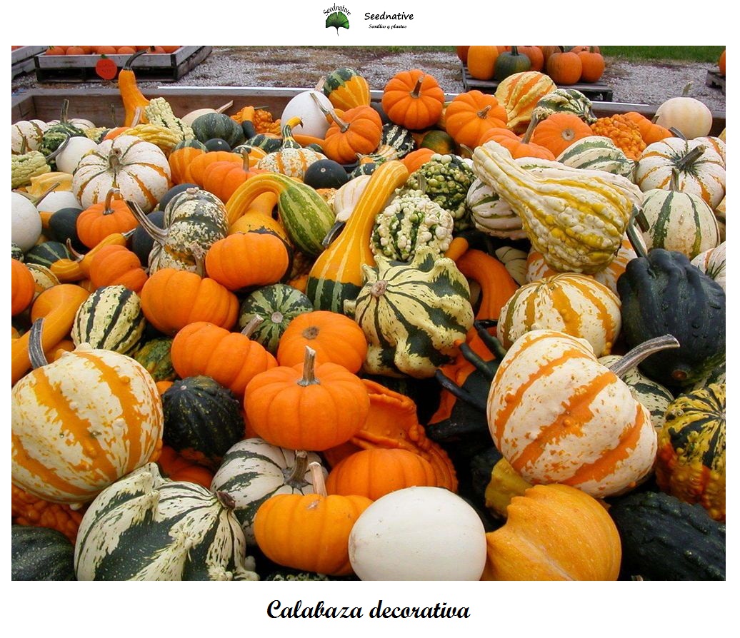 Calabaza Decorativa - 30 semillas - seeds - pumpkin