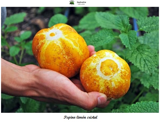Pepino limón cristal - 50 semillas - seeds