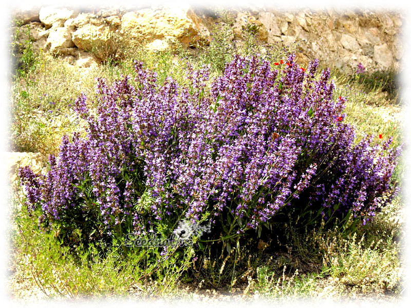 Salvia lavandulifolia - Salvia Española - 100 semillas - Spanish Sage