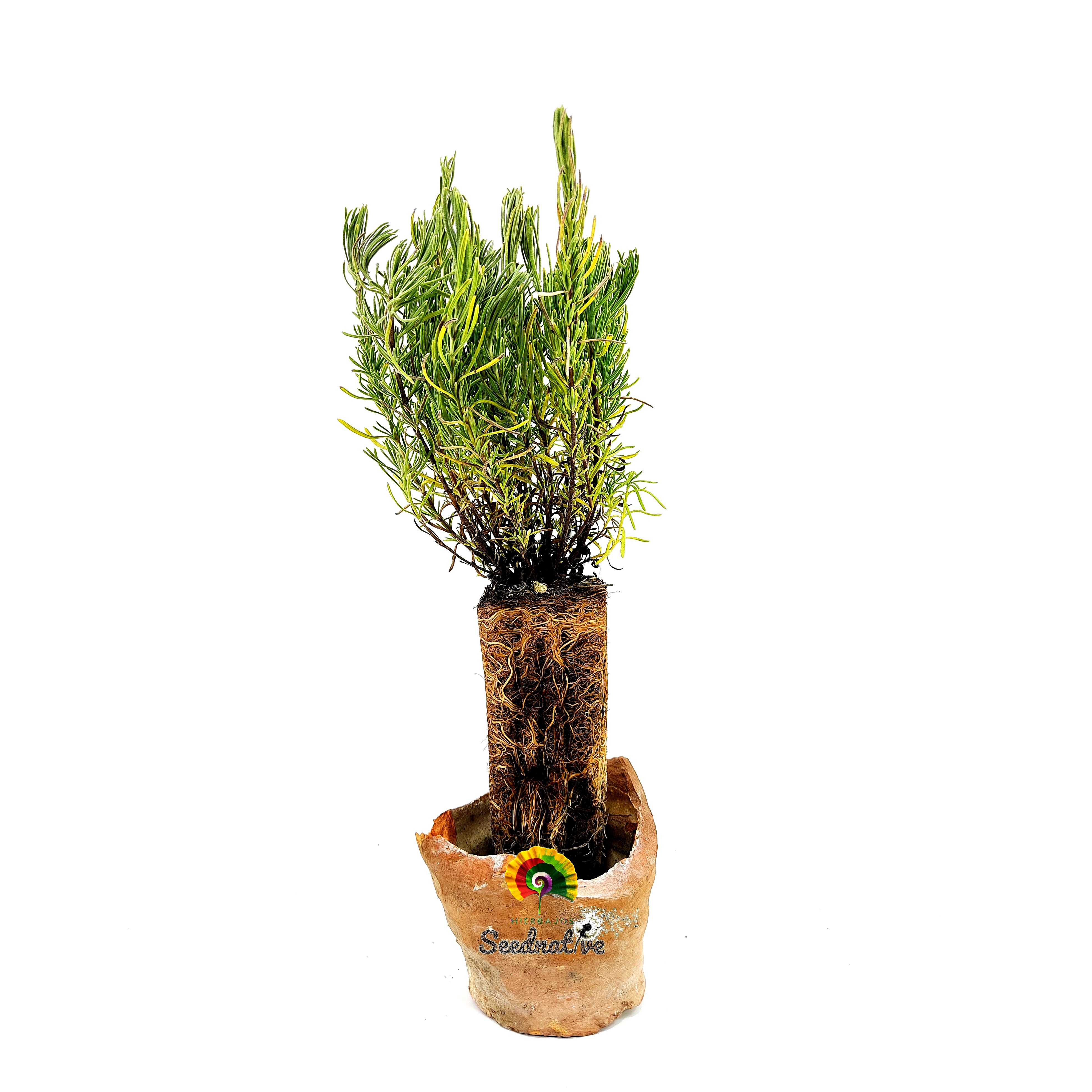 Planta Lavandula stoechas - Cantueso