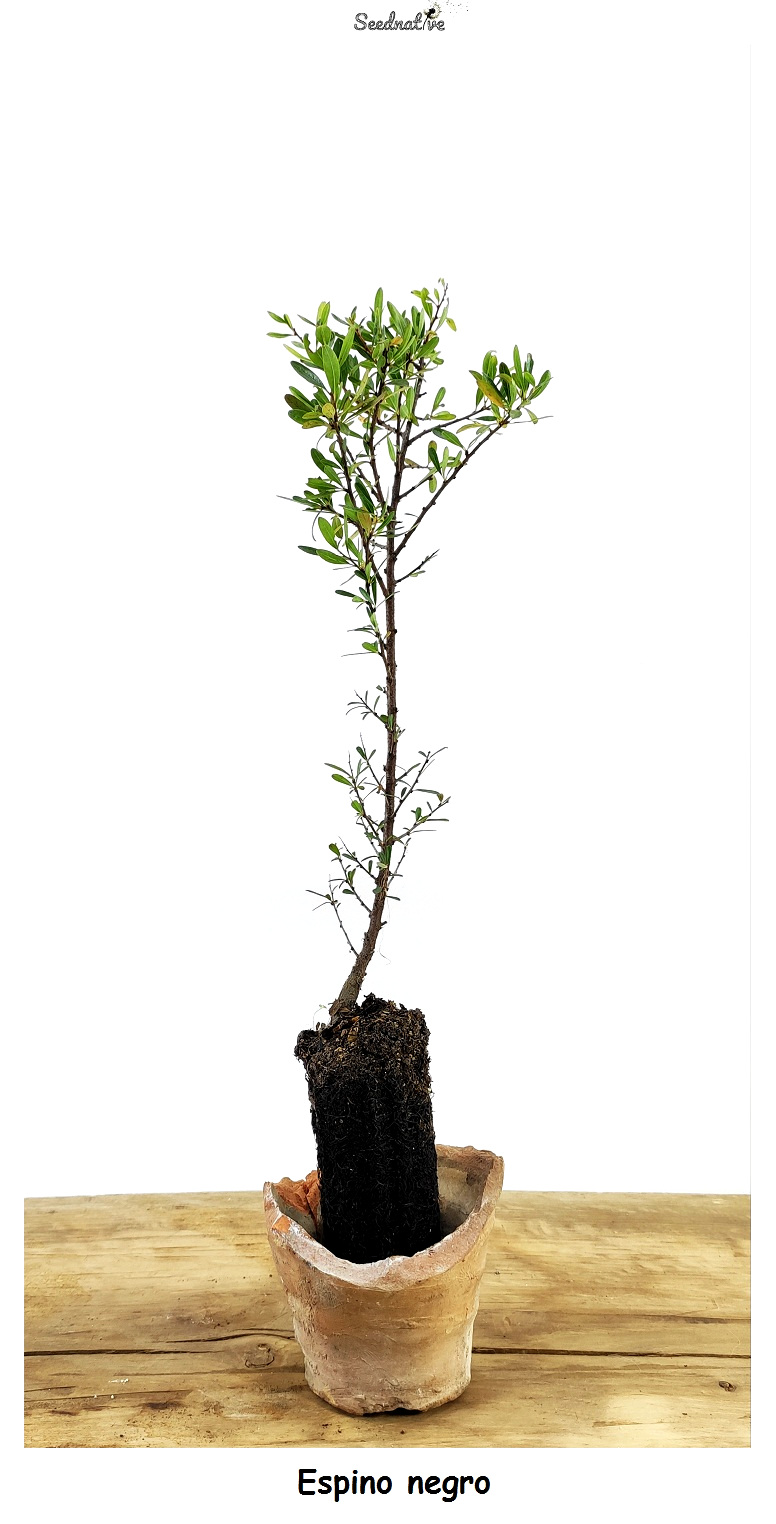 Planta de Espino negro - Rhamnus lycioides - 2 Años