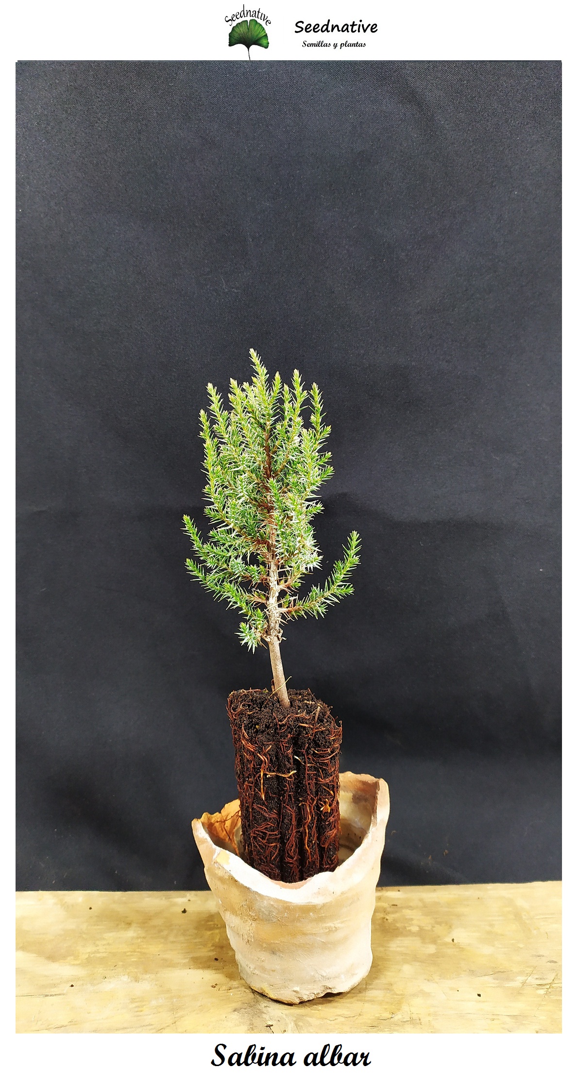 Planta de Sabina albar - Juniperus thurifera - 2 Años