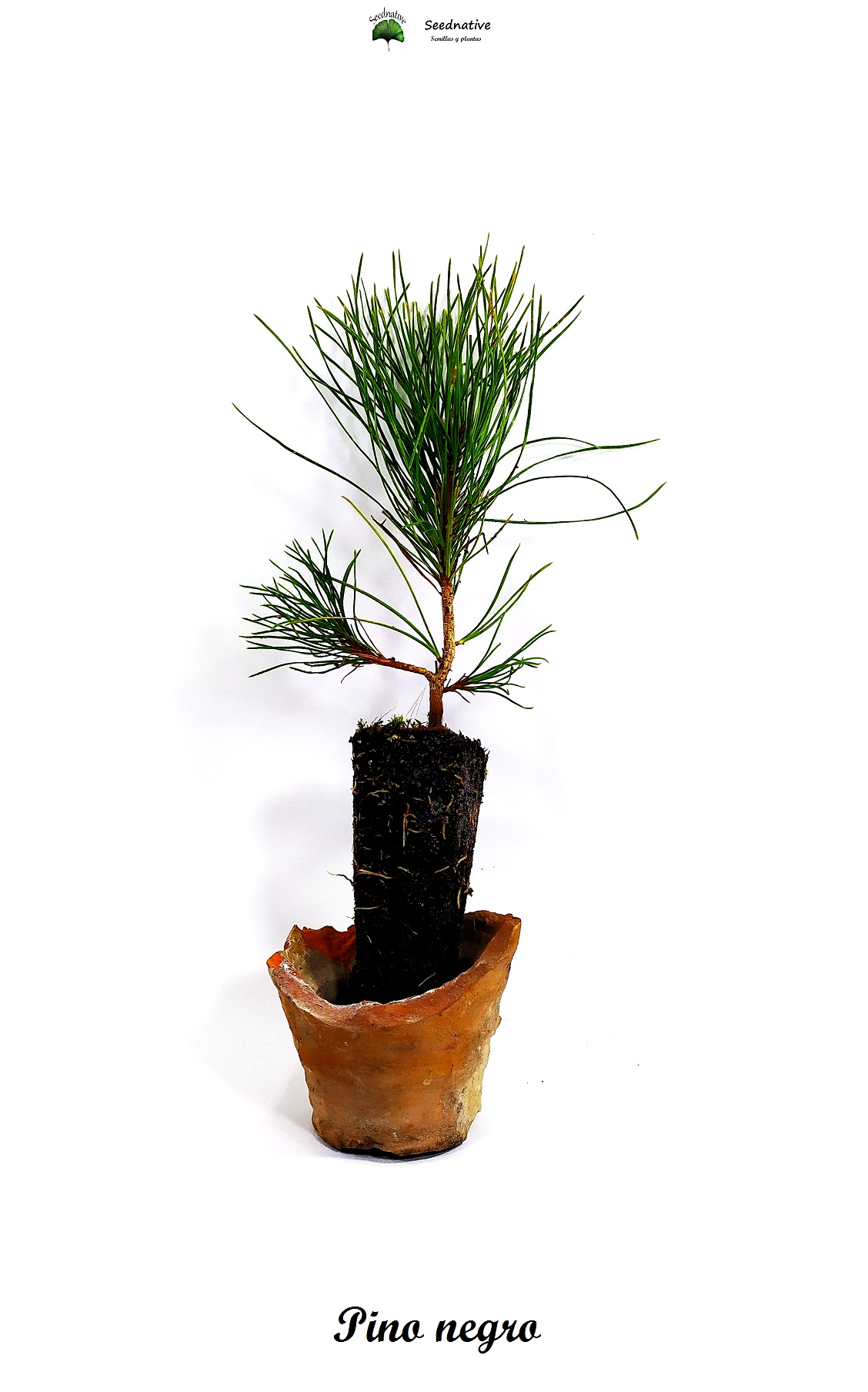 Planta de Pino Negro - Pinus nigra - 2 Años