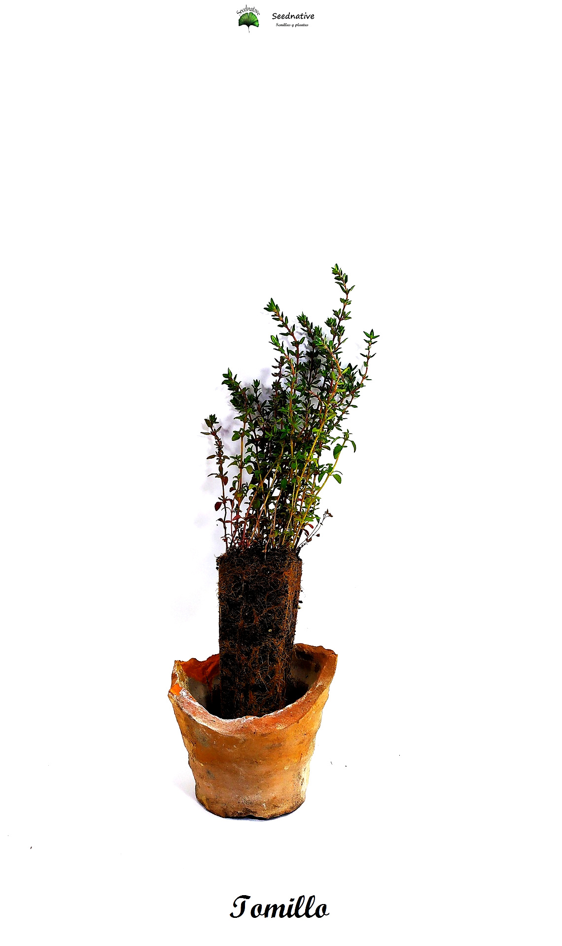 Planta de Thymus vulgaris - Tomillo - 2 Años