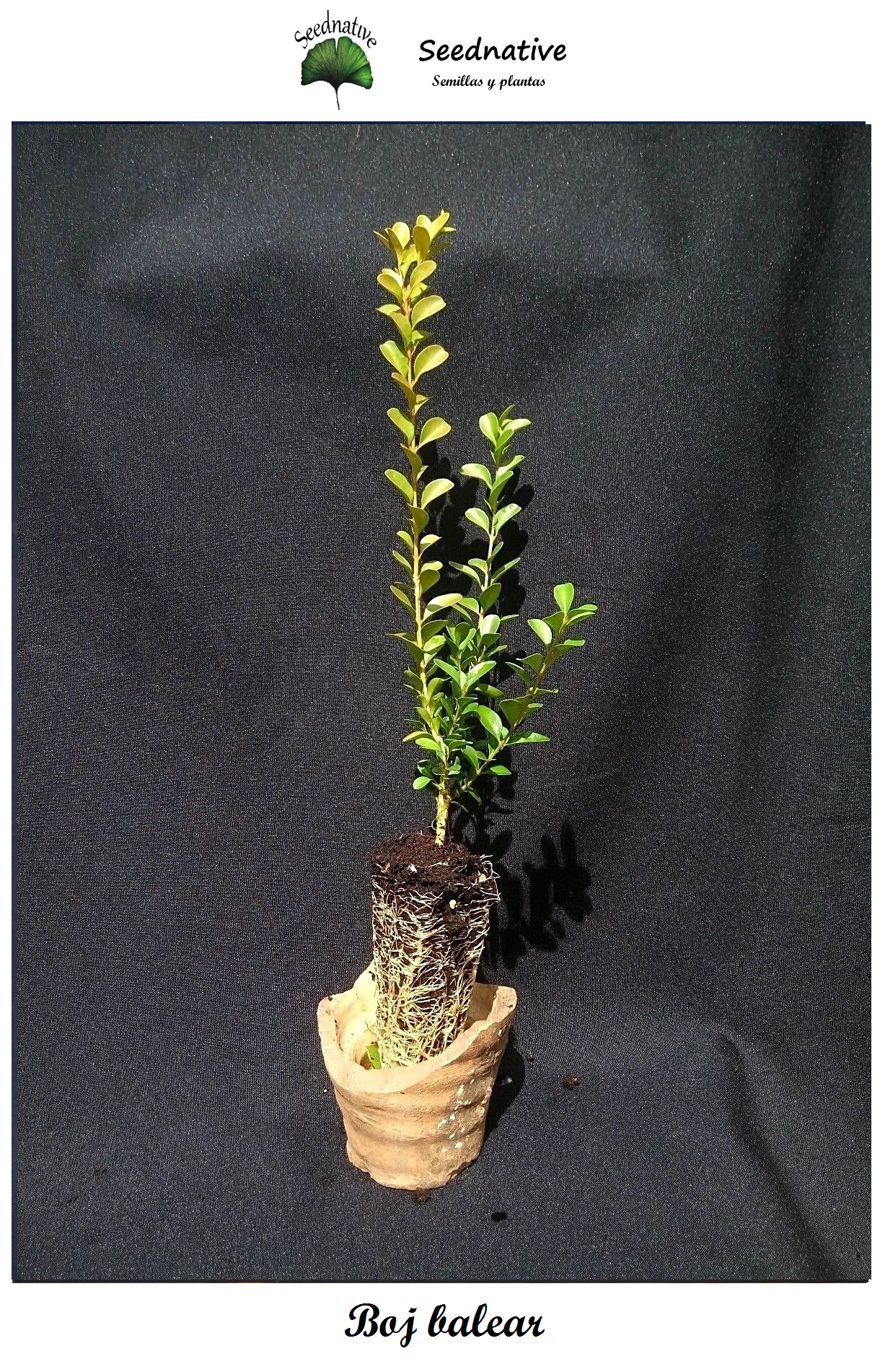 Planta de Boj balear - Buxus balearica - 2 Años - Plantón forestal