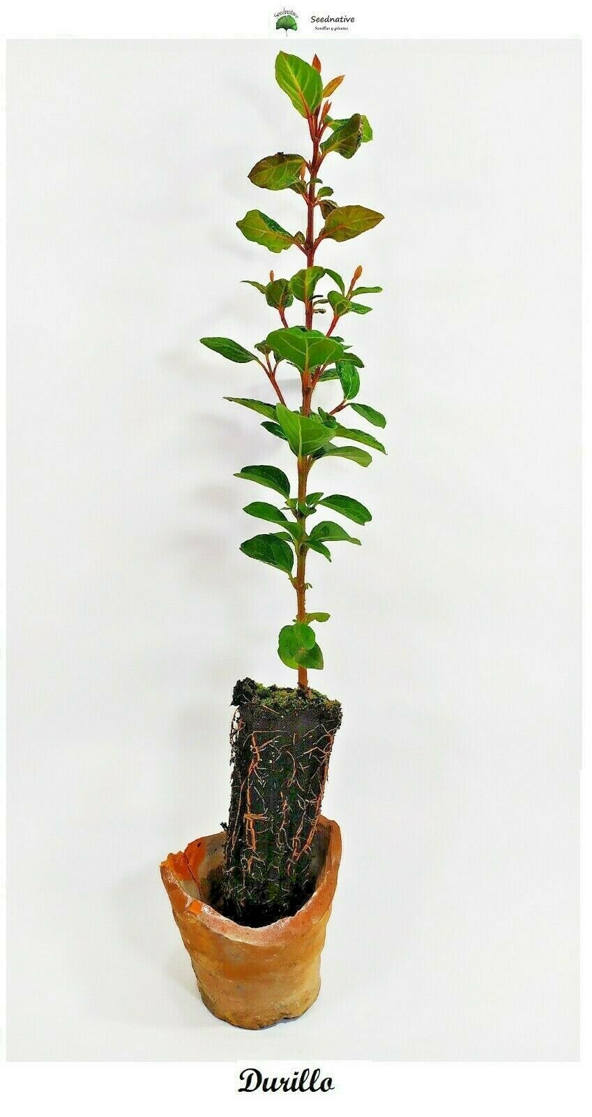 Planta de Viburnum tinus - Durillo - 2 años