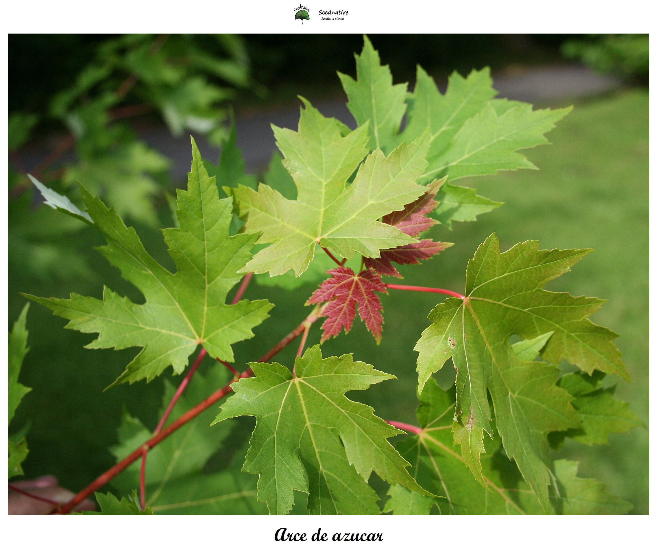 Planta de Arce de azucar - Acer saccharinum - 2 Años 