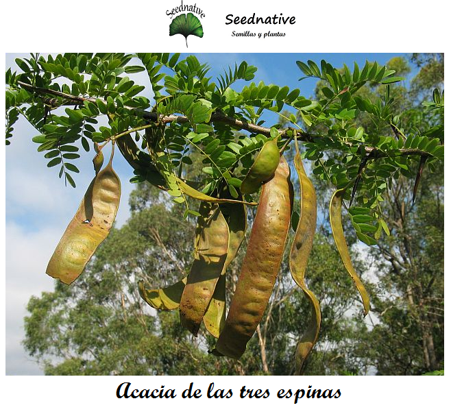 Planta de Acacia de las tres espinas - Gleditsia triacanthos - 2 Años