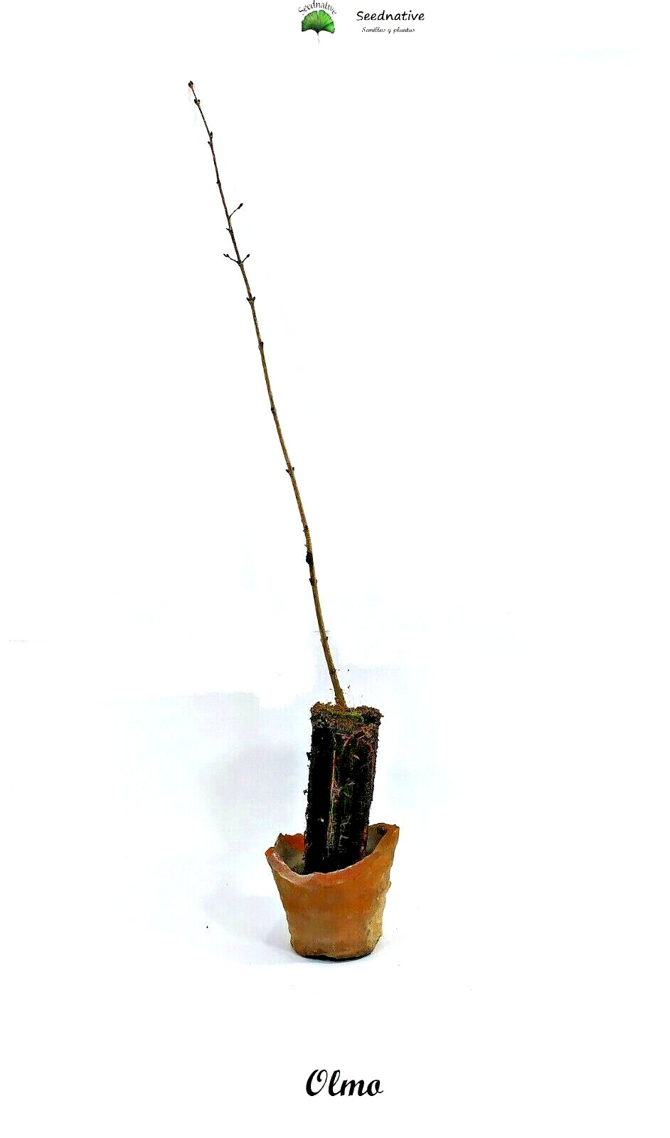Planta de Olmo - Ulmus minor - 2 Años