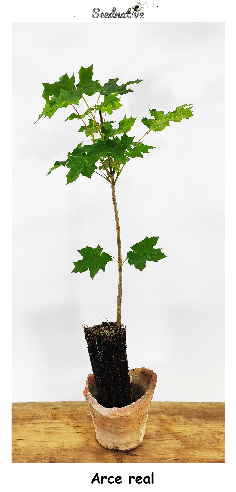 Planta de Arce Real - Acer platanoides - 2 Años