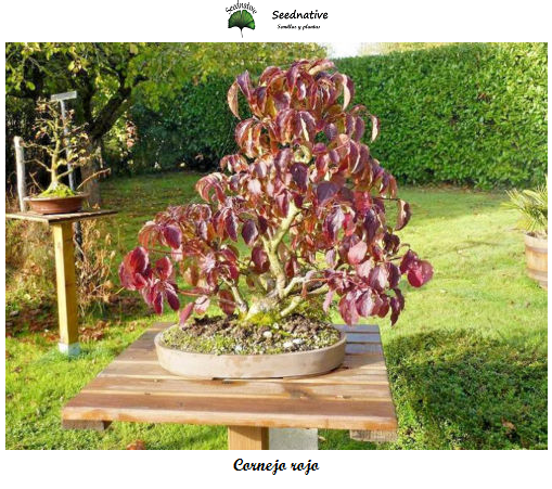 Cornus sanguinea - Cornejo rojo - 100 semillas - Dogwood