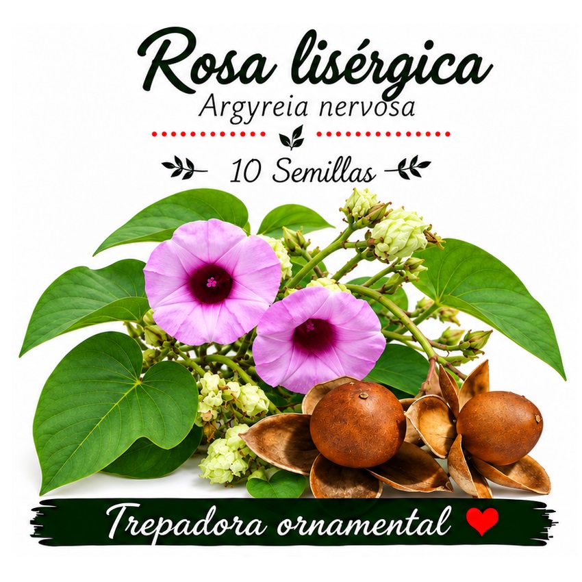 Argyreia nervosa - Rosa Lisergica - 10 semillas