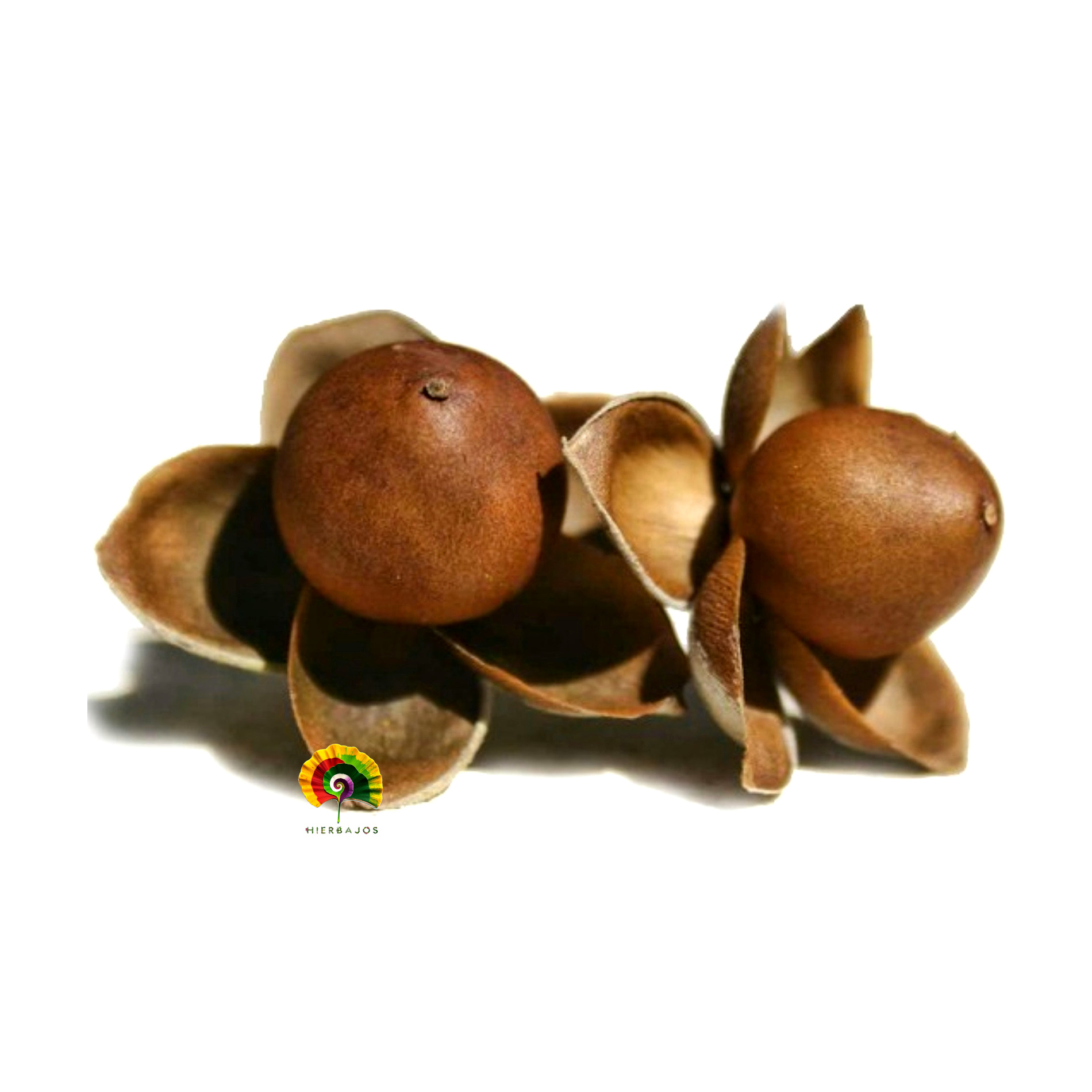 Argyreia nervosa - Rosa Lisergica - 10 semillas