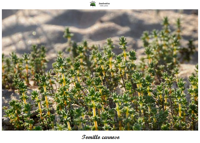 Tomillo carnoso - Thymus carnosus - 500 semillas