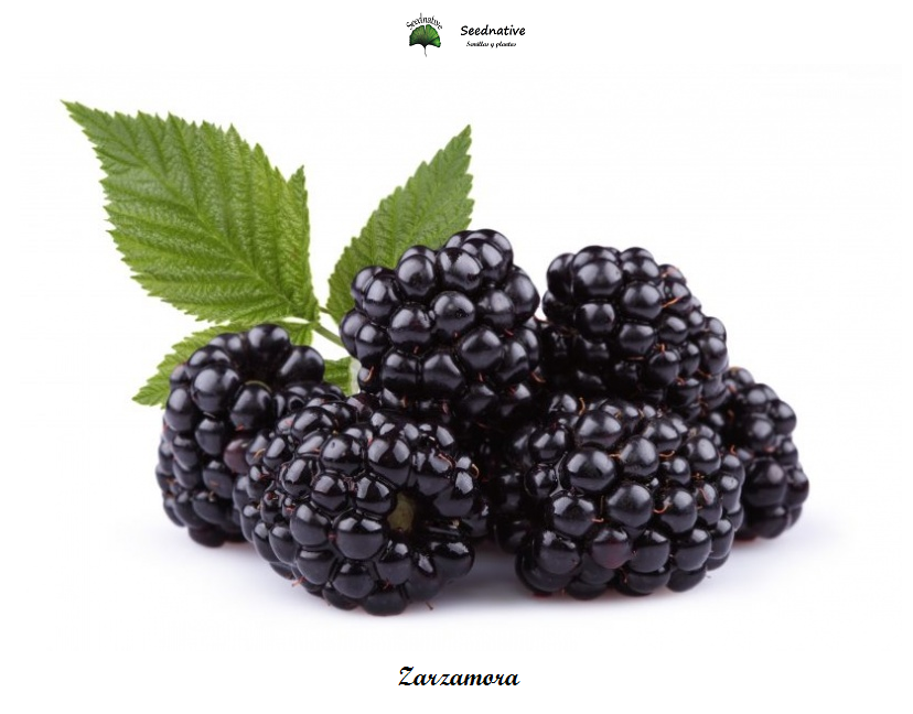 Rubus ulmifolius - Zarzamora - 300 semillas - Thornless Blackberry