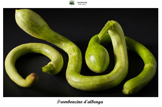 Calabaza Tromboncino d'Albenga - 20 semillas - seeds