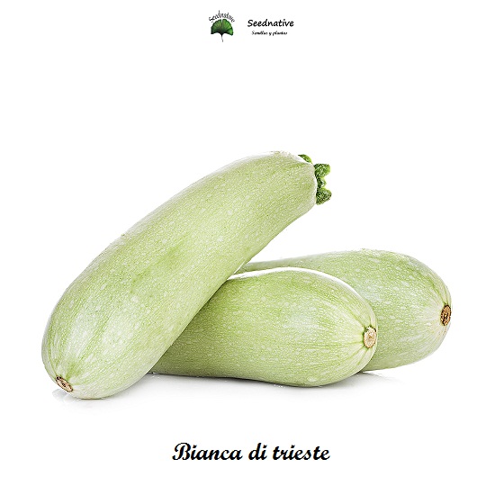 Calabacin Bianca di Trieste - 50 semillas - seeds