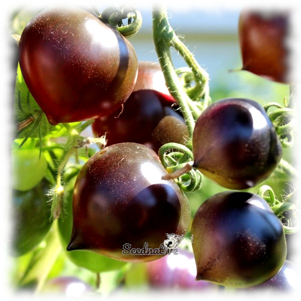 Tomate Jolie coeur - 15 semillas 