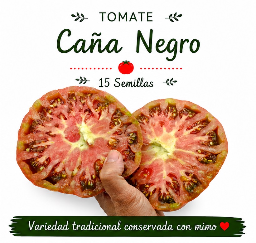 Tomate De Caña Andaluz Negro - 15 semillas 